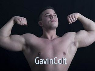 GavinColt