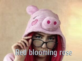 Red_blooming_rose
